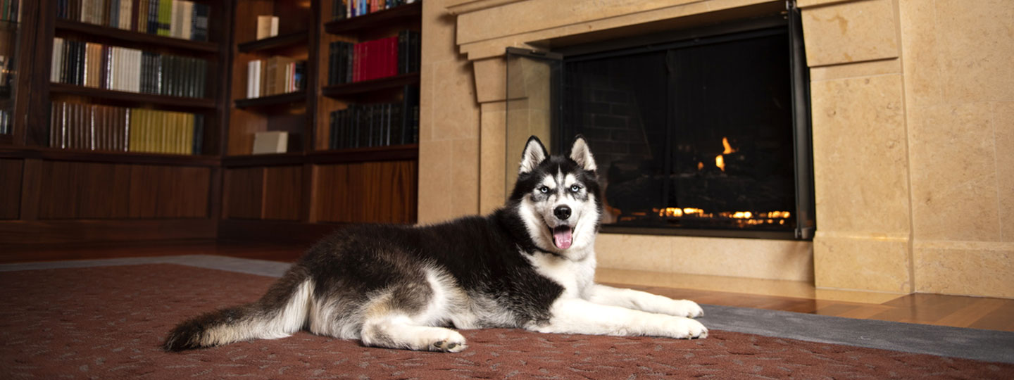 NIU Mascot Mission in BAVC Faculty Library